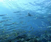 barrakuda red sea