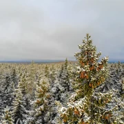 Прогулка и катание на лошадях по зимнему лесу. Однодневный выезд из Питера поход, изображение 1