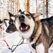 Костромские забавы: катание с хаски, дикие лоси и места Сусанина. поход, изображение 1